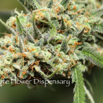 Go to: Life Flower Dispensary - OPEN LATE OPEN UNTIL 12AM! Go to: Thumbnail