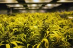 The Haven: A Strainwise Dispensary Thumbnail