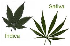 The differences between Sativa and Indica plants – Which type is right for you?