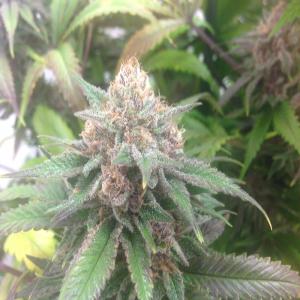 Docs-Premium-Cannabis-1449078040