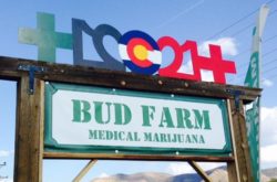 1556639687 Bud farm