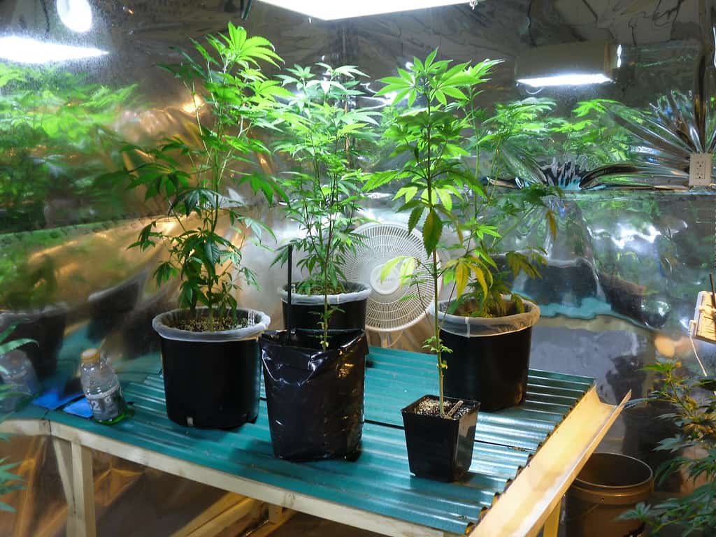 6221083489_0e2a2ef3bd_b | Denver Dispensaries