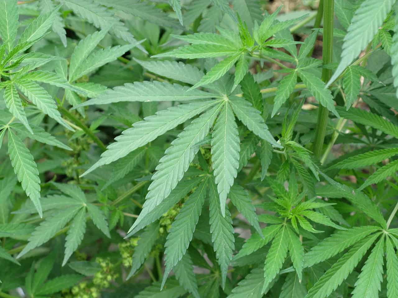 close-up photo of marijuana leaves