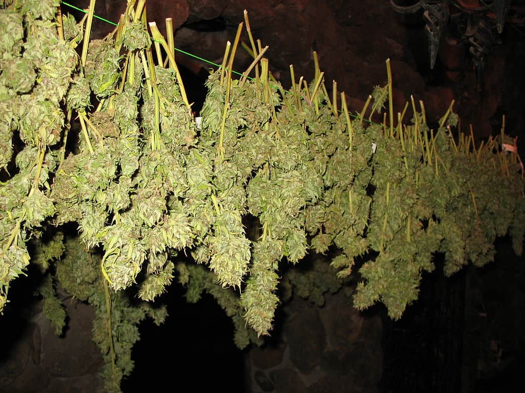 Drying cannabis buds of cataract kush