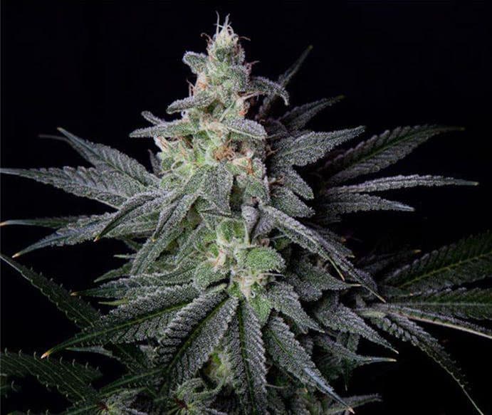 Flowering Jack Herer marijuana bud
