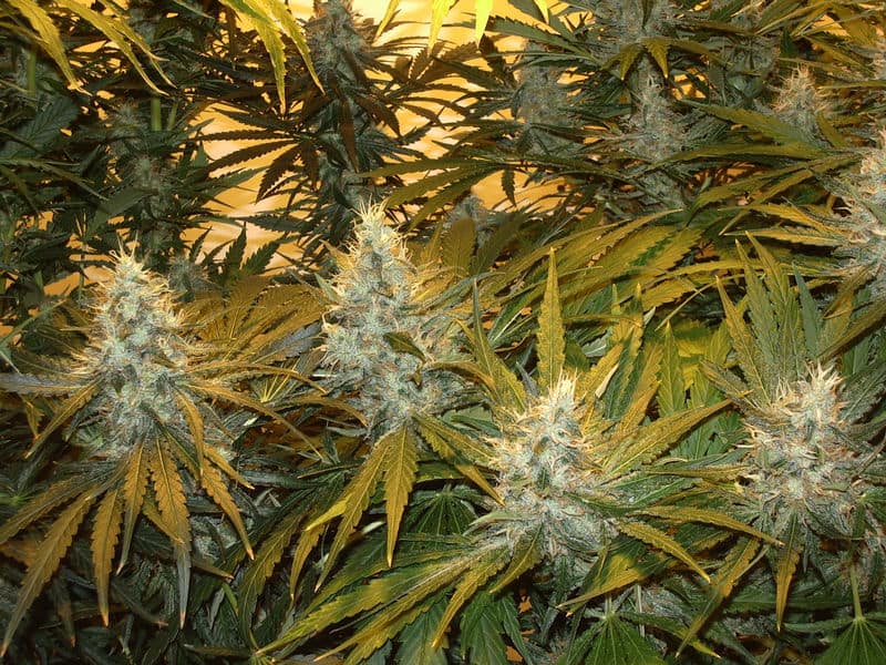 Flowering Northern Lights marijuana plant