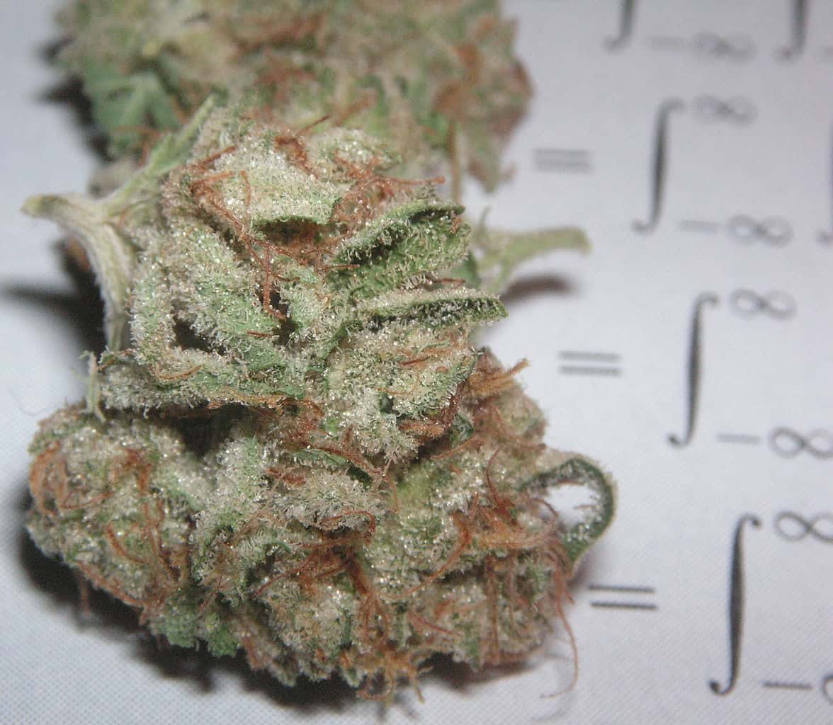 og kush strain