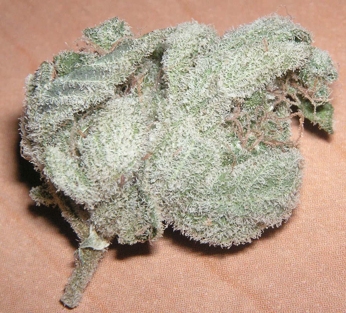 close-up photo of a White Widow plant