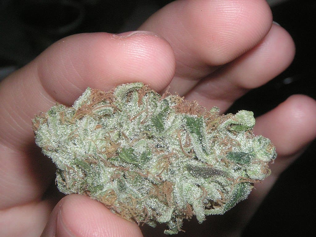 A person holding an Afghan Kush