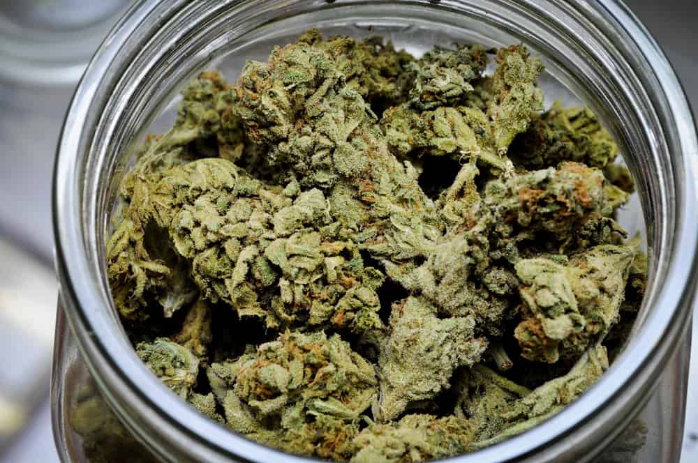 Blueberry kush marijuana buds on a jar