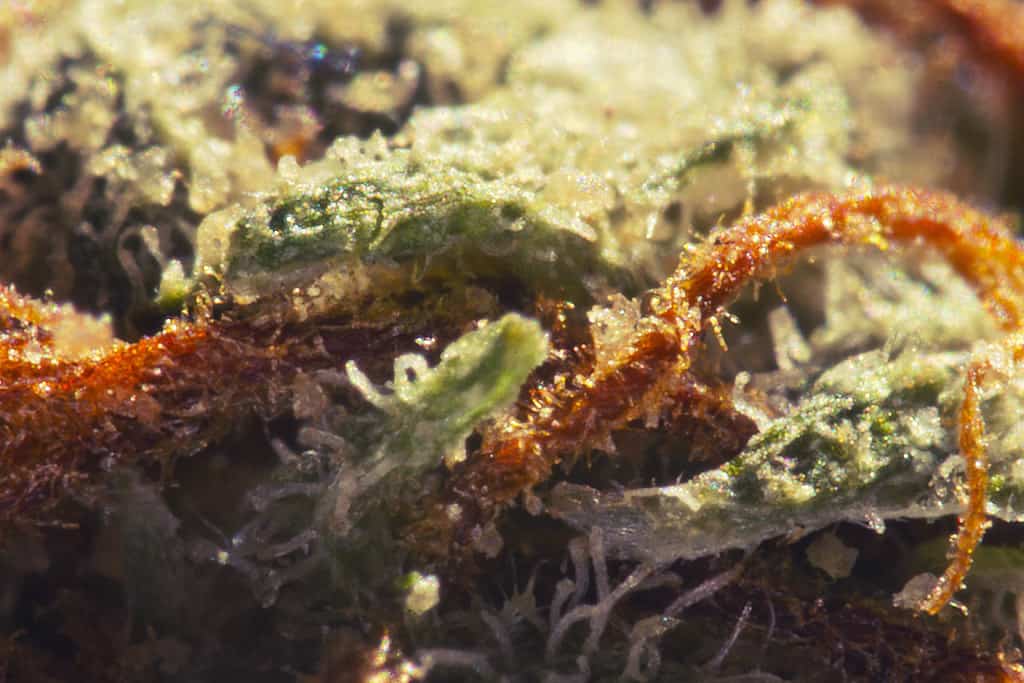 picture of a close up of a redwood Kush marijuana plant bud