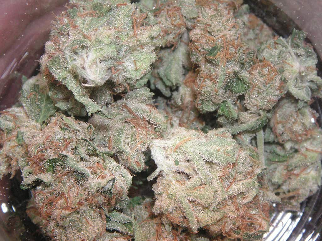 Pure Kush in Indica Dominant Strain