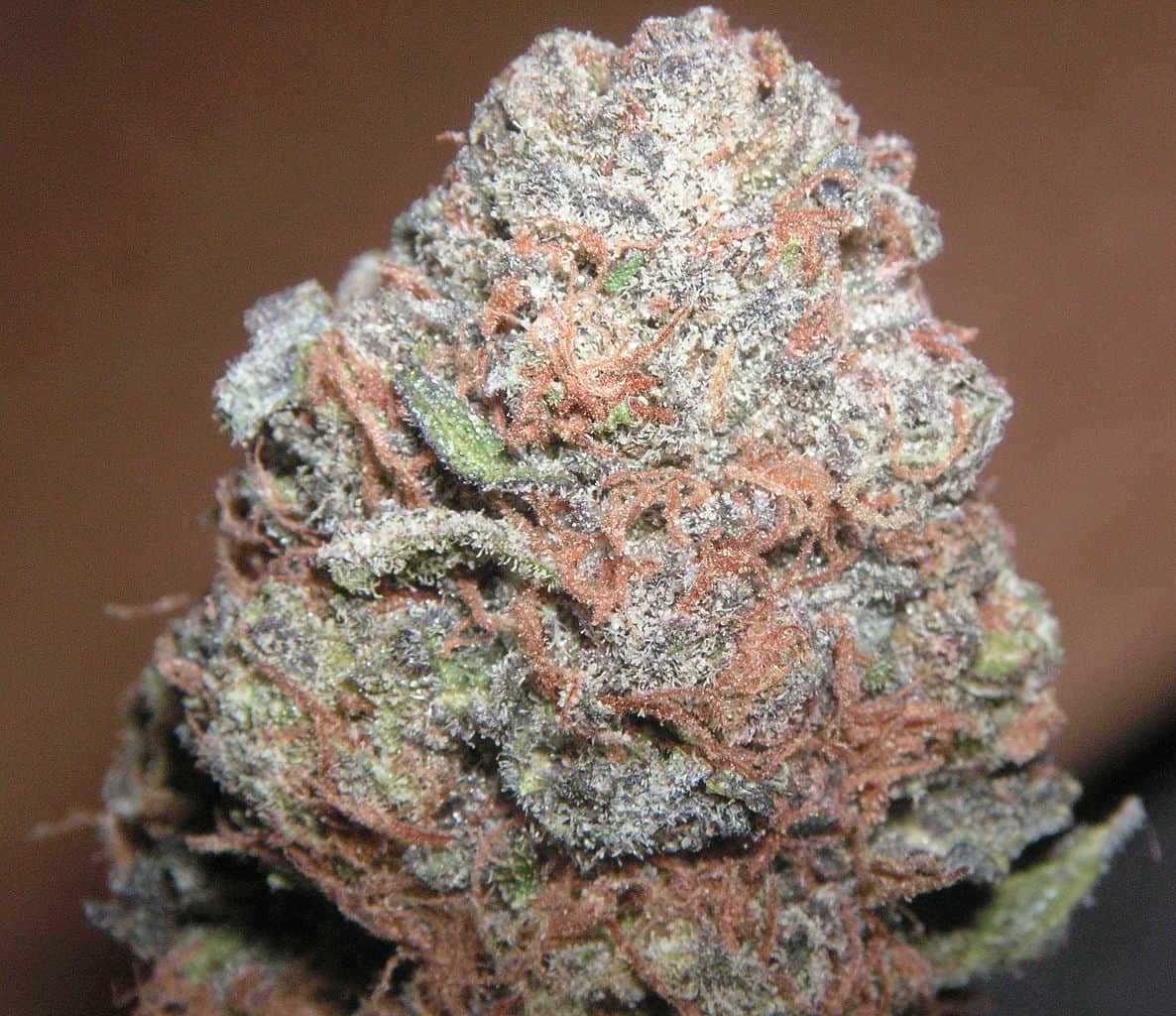 Best Kush Strains of All Time – Names and Pictures