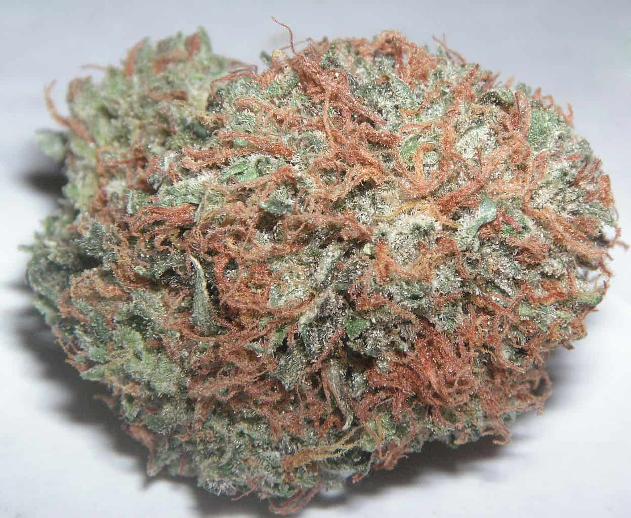 Bubba Kush in Indica Dominant Strain