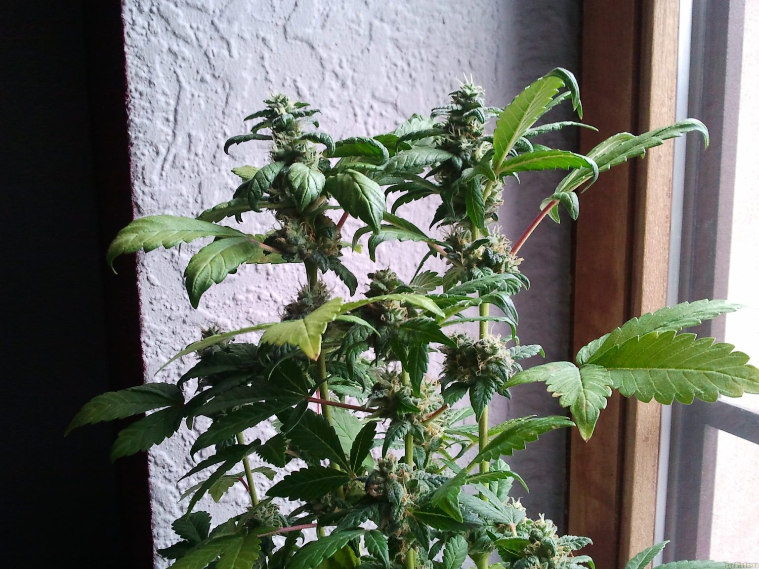 Cataract Kush plant