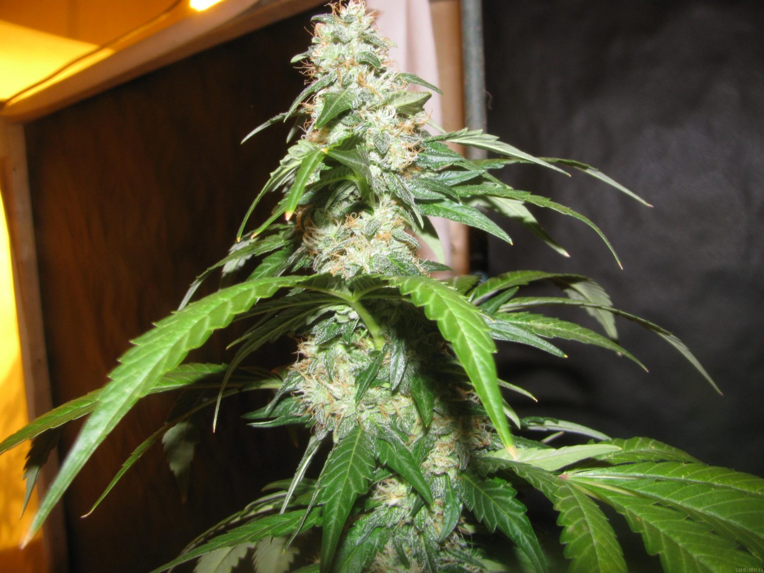 Power Kush plant