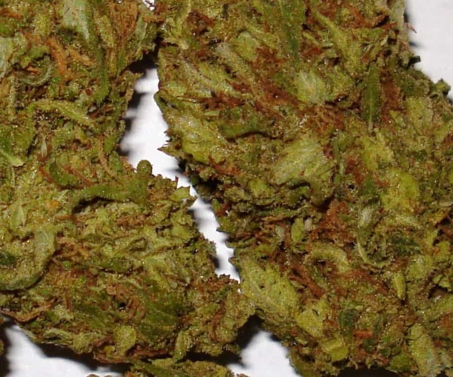 Zoomed in photo of Cali Kush