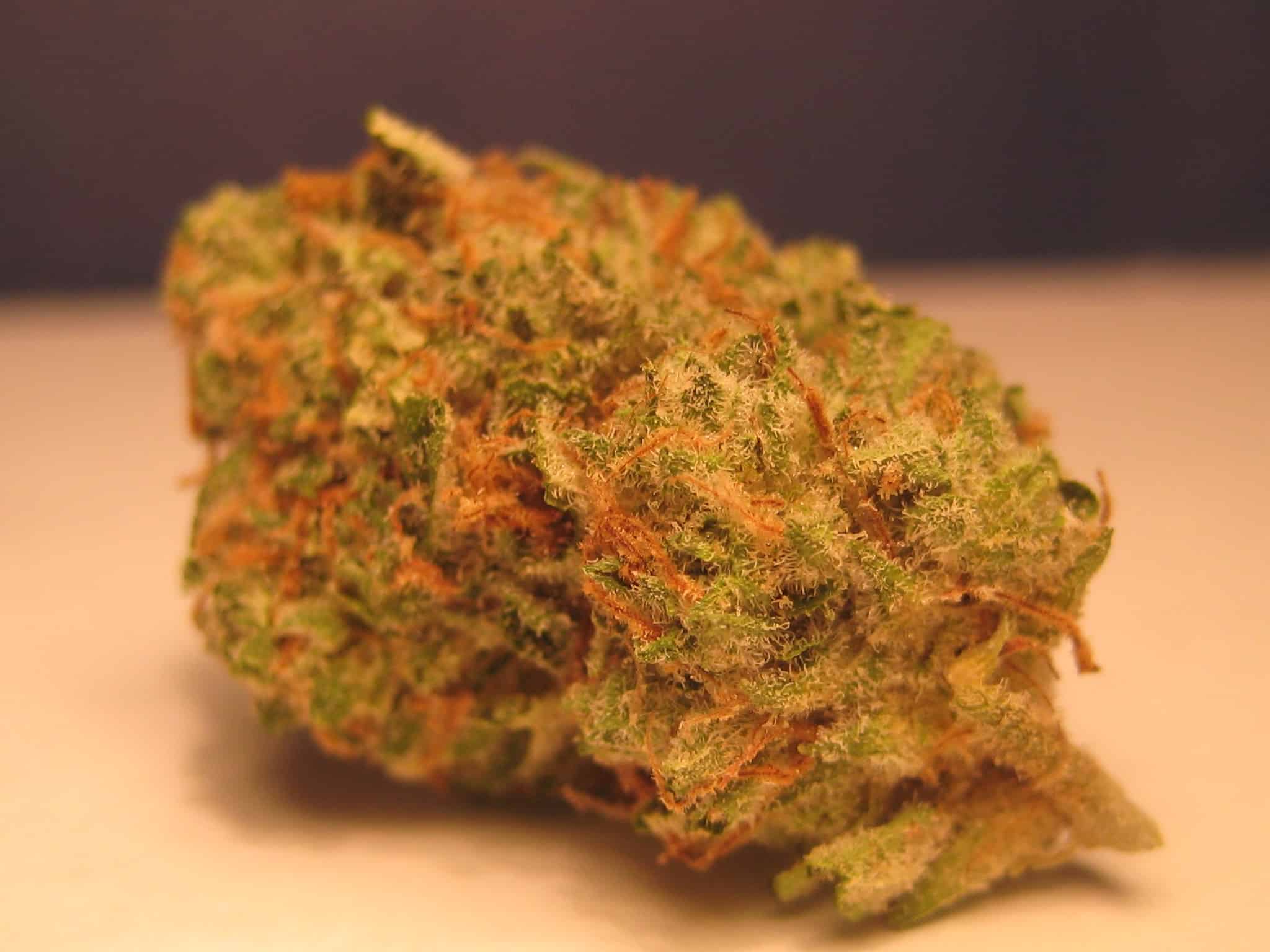 Master Kush Indica Strain.