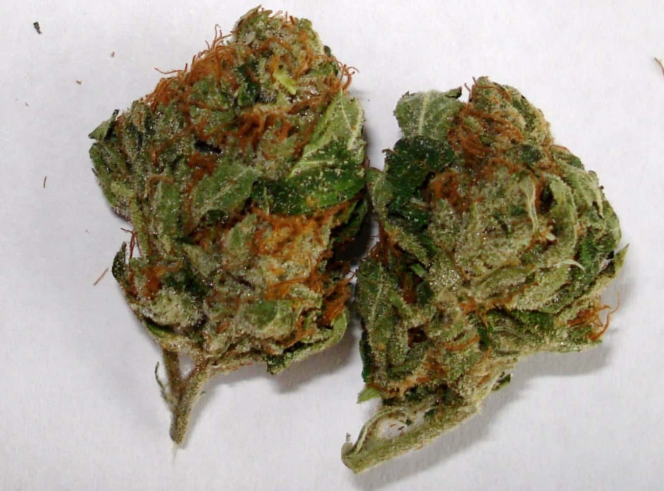 OG Kush Buds in Hybrid Strain