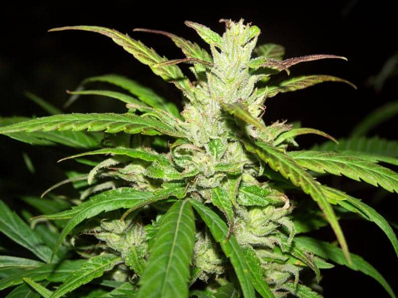cannabis sativa flowering stage