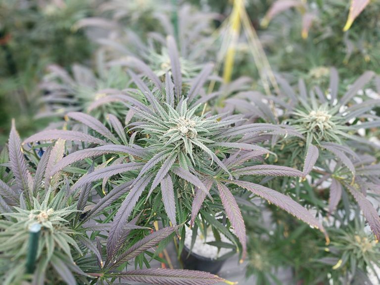 Blue Dream Strain A history, characteristics, & effects of the strain