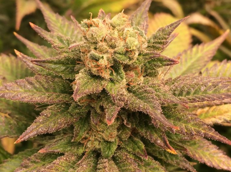 purple punch cannabis plant