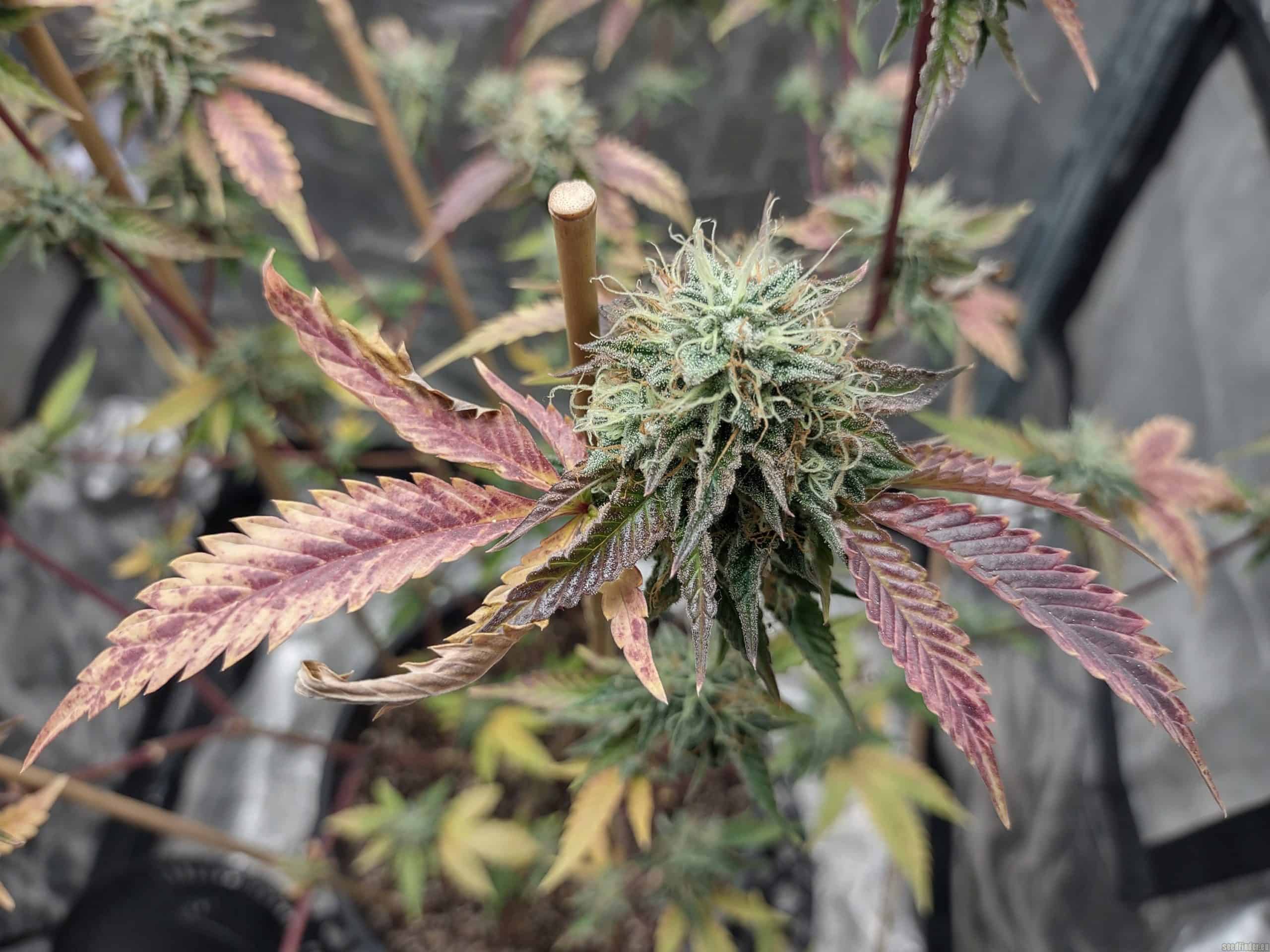 Ice Cream Cake Seeds - Indica-Dominant Hybrid