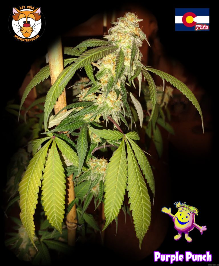 purple punch cannabis plant